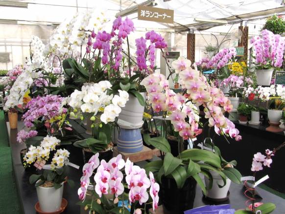 長野県松本市の花屋 ハマ園芸にフラワーギフトはお任せください 当店は 安心と信頼の花キューピット加盟店です 花キューピットタウン